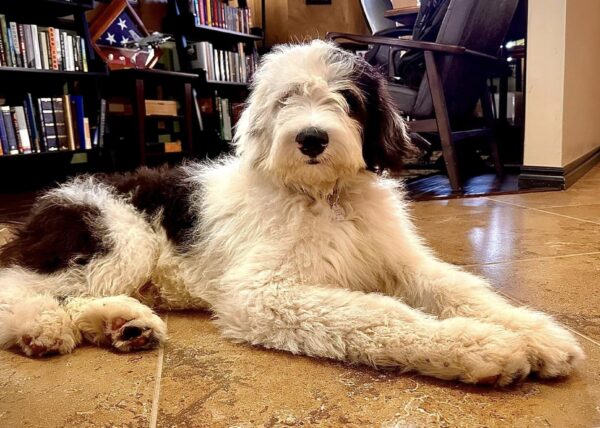 Falkor Shaggy 1